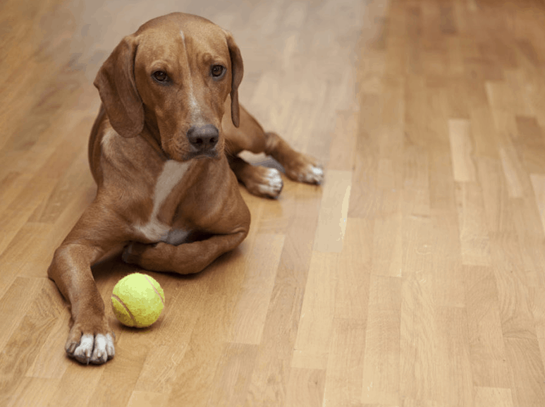 PET-FRIENDLY FLOORING TRENDS PET-FRIENDLY FLOORING TRENDS