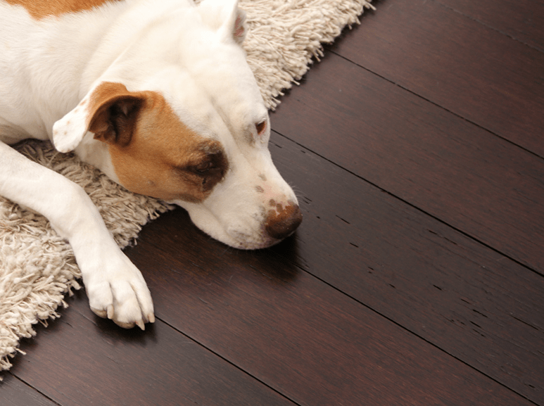 3 PET-FRIENDLY FLOORING